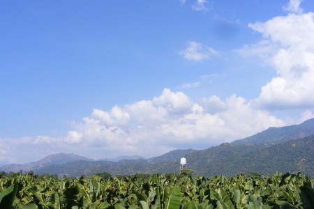 Panorámica Plantación de Banano